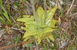 Yellow butterwort